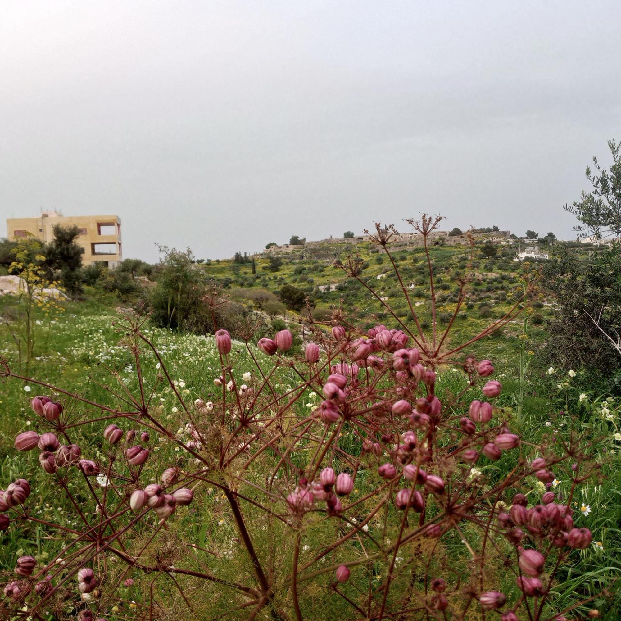 Al-Bustan House& Umm Qais Apartment Umm Qays Exterior photo